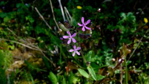 Fotografia da espécie Silene fuscata