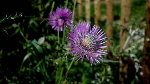 Fotografia da espécie Galactites tomentosa