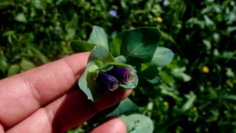 Fotografia da espécie Cerinthe major