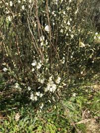 Fotografia da espécie Cytisus multiflorus