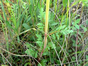 Fotografia da espécie Centranthus calcitrapae subesp. calcitrapae