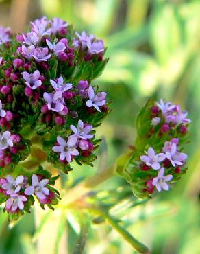 Fotografia 7 da espécie Centranthus calcitrapae subesp. calcitrapae no Jardim Botânico UTAD