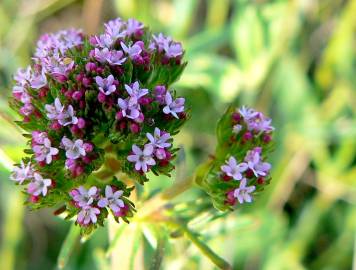 Fotografia da espécie Centranthus calcitrapae subesp. calcitrapae