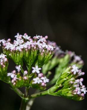 Fotografia 8 da espécie Centranthus calcitrapae subesp. calcitrapae no Jardim Botânico UTAD