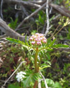 Fotografia 9 da espécie Centranthus calcitrapae subesp. calcitrapae no Jardim Botânico UTAD