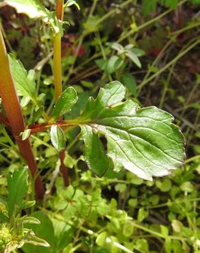 Fotografia 10 da espécie Centranthus calcitrapae subesp. calcitrapae no Jardim Botânico UTAD