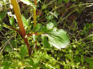 Fotografia da espécie Centranthus calcitrapae subesp. calcitrapae