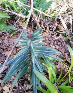 Fotografia 13 da espécie Euphorbia lathyris no Jardim Botânico UTAD