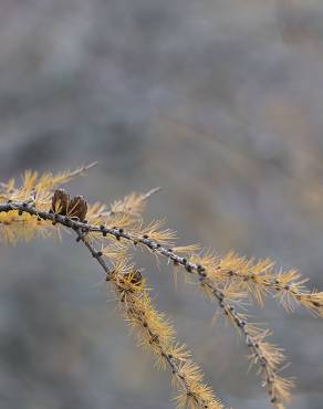 Fotografia 11 da espécie Larix decidua no Jardim Botânico UTAD