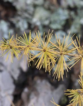 Fotografia 12 da espécie Larix decidua no Jardim Botânico UTAD