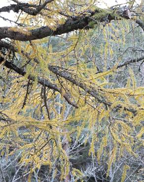 Fotografia 13 da espécie Larix decidua no Jardim Botânico UTAD