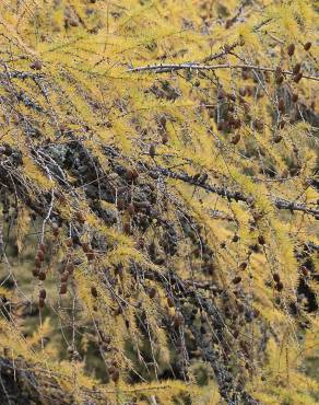 Fotografia 14 da espécie Larix decidua no Jardim Botânico UTAD