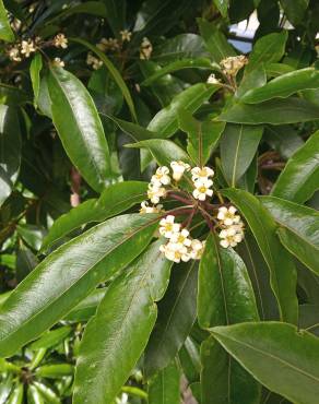 Fotografia 17 da espécie Pittosporum undulatum no Jardim Botânico UTAD