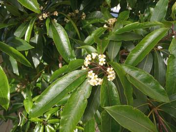 Fotografia da espécie Pittosporum undulatum