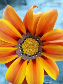 Fotografia da espécie Gazania rigens