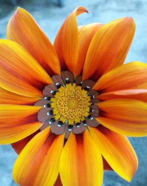 Fotografia 17 da espécie Gazania rigens no Jardim Botânico UTAD