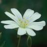 Fotografia 13 da espécie Stellaria holostea do Jardim Botânico UTAD