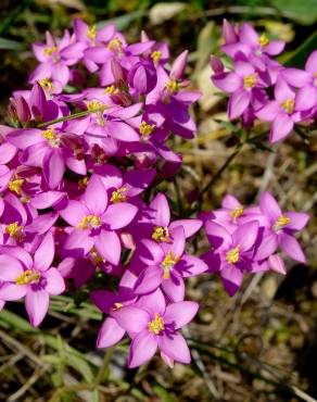 Fotografia 12 da espécie Centaurium erythraea subesp. grandiflorum no Jardim Botânico UTAD