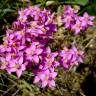 Fotografia 12 da espécie Centaurium erythraea subesp. grandiflorum do Jardim Botânico UTAD