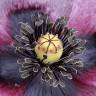 Fotografia 9 da espécie Papaver somniferum subesp. setigerum do Jardim Botânico UTAD