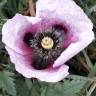 Fotografia 10 da espécie Papaver somniferum subesp. setigerum do Jardim Botânico UTAD