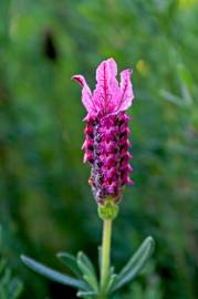 Fotografia da espécie Lavandula stoechas subesp. stoechas