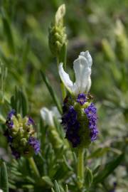 Fotografia da espécie Lavandula stoechas subesp. stoechas