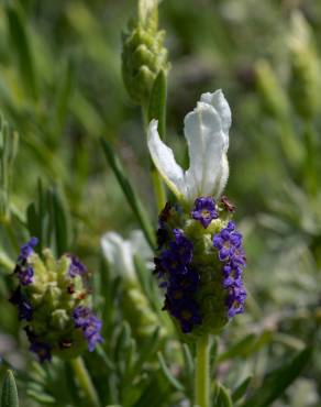 Fotografia 2 da espécie Lavandula stoechas subesp. stoechas no Jardim Botânico UTAD