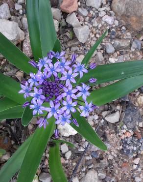 Fotografia 15 da espécie Scilla peruviana no Jardim Botânico UTAD