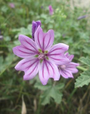 Fotografia 10 da espécie Malva sylvestris no Jardim Botânico UTAD