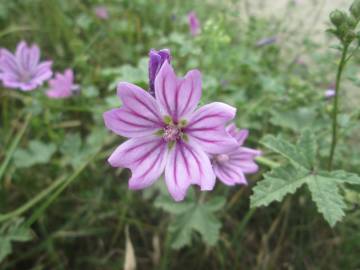 Fotografia da espécie Malva sylvestris