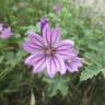 Fotografia 10 da espécie Malva sylvestris do Jardim Botânico UTAD