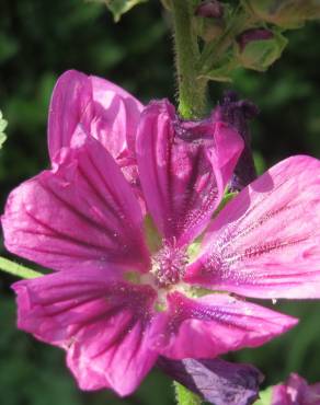 Fotografia 11 da espécie Malva sylvestris no Jardim Botânico UTAD