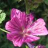 Fotografia 11 da espécie Malva sylvestris do Jardim Botânico UTAD