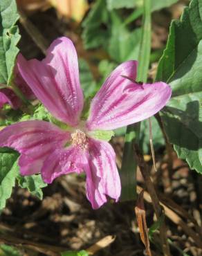 Fotografia 12 da espécie Malva sylvestris no Jardim Botânico UTAD