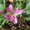 Fotografia 12 da espécie Malva sylvestris do Jardim Botânico UTAD