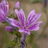 Fotografia 13 da espécie Malva sylvestris do Jardim Botânico UTAD