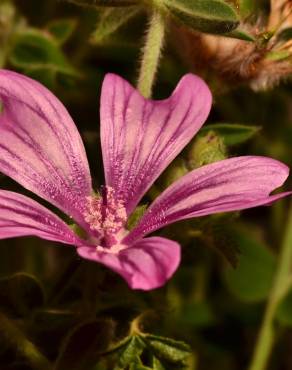 Fotografia 14 da espécie Malva sylvestris no Jardim Botânico UTAD