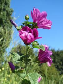 Fotografia da espécie Malva sylvestris