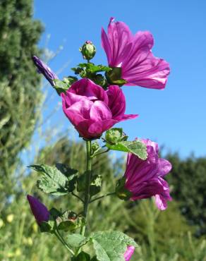 Fotografia 15 da espécie Malva sylvestris no Jardim Botânico UTAD