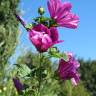 Fotografia 15 da espécie Malva sylvestris do Jardim Botânico UTAD