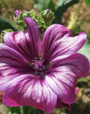 Fotografia 16 da espécie Malva sylvestris no Jardim Botânico UTAD