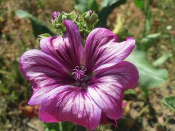 Fotografia da espécie Malva sylvestris