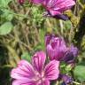 Fotografia 17 da espécie Malva sylvestris do Jardim Botânico UTAD