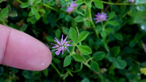 Fotografia da espécie Trifolium resupinatum