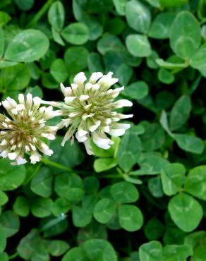 Fotografia 19 da espécie Trifolium repens var. repens no Jardim Botânico UTAD