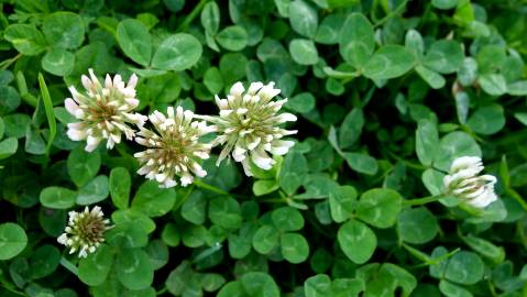 Fotografia da espécie Trifolium repens var. repens