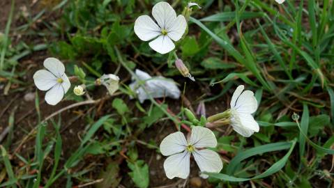 Fotografia da espécie Raphanus raphanistrum subesp. raphanistrum