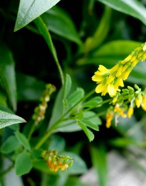 Fotografia 13 da espécie Melilotus officinalis no Jardim Botânico UTAD