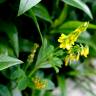 Fotografia 13 da espécie Melilotus officinalis do Jardim Botânico UTAD